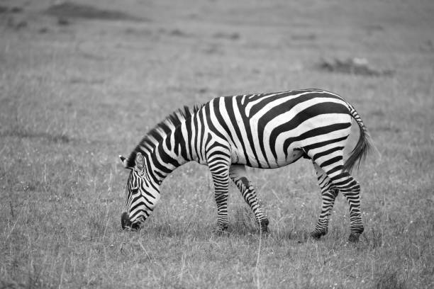 istock Zebras run and graze in the savannah 1237310199