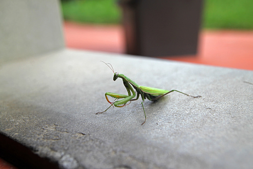 A praying mantis over concrete