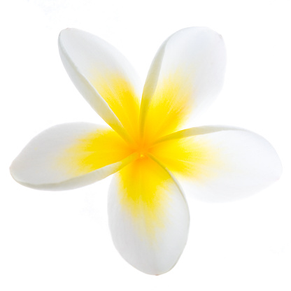Flor de frangipani photo