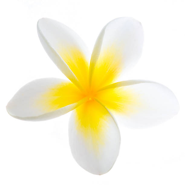 plumeria kwiat - frangipani zdjęcia i obrazy z banku zdjęć