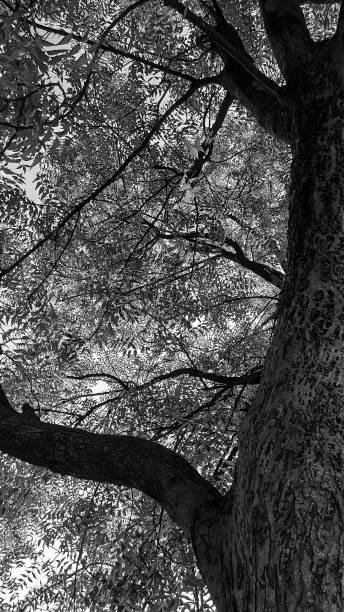 istock black and white view of a neem tree 1237319066