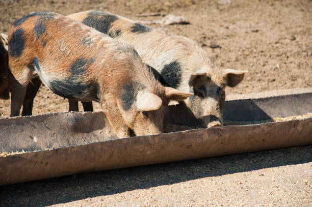 istock Domestic pigs on a farm 1237319070