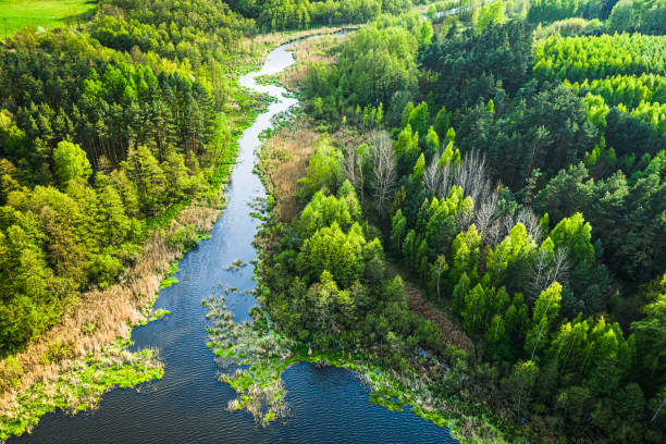istock Blue lake and spring forest in summer, aerial view 1237319321