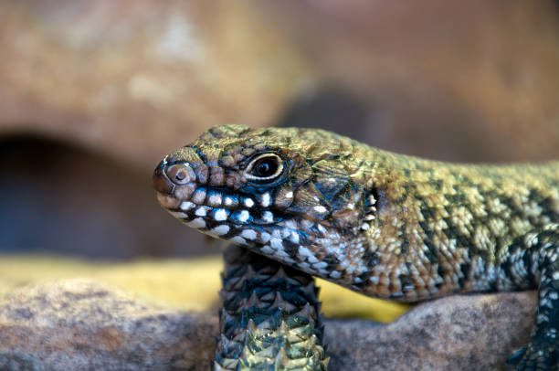 Egernia cunninghami or Cunningham's Skink in profile on sandstone rocks Springtime in the bush Sydney, Australia egernia stock pictures, royalty-free photos & images