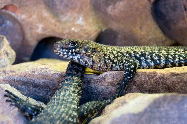 Egernia cunninghami or Cunningham's Skink in profile on sandstone rocks Springtime in the bush Sydney, Australia egernia stock pictures, royalty-free photos & images