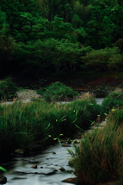 istock Fireflies glowing above a river in the forest at night 1237321953