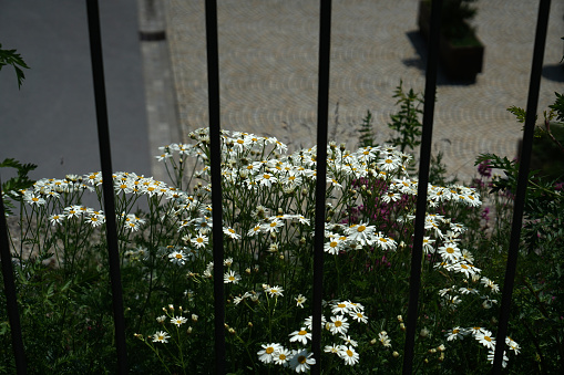 This are daisies under the best conditions in nature Photographed with natural light