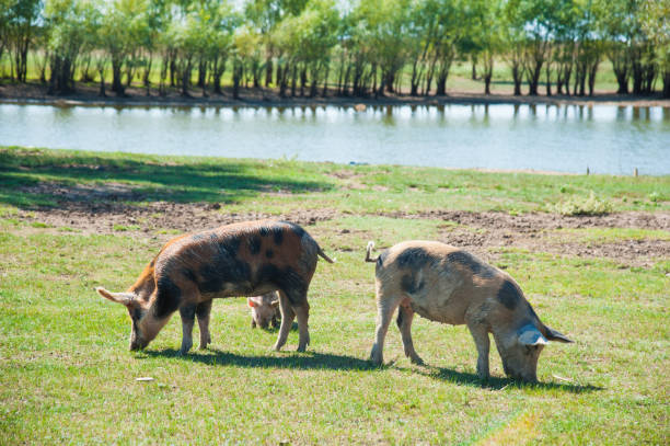 schweinefarm. schweine im feld - 11311 stock-fotos und bilder