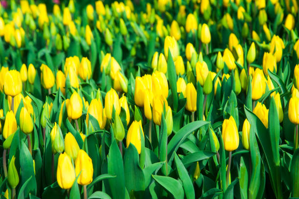 escena primaveral del campo de tulipanes - 11323 fotografías e imágenes de stock
