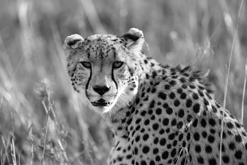 Close up of one cheetah between the grass