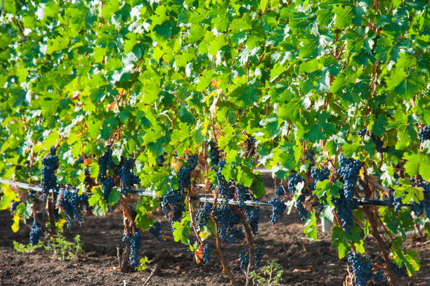 vineyards at sunset in autumn harvest - 11305 imagens e fotografias de stock