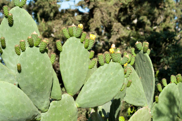 istock Opuntia cactus leaves with unripe fruit 1237343040