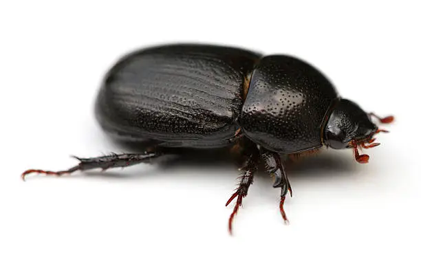 Photo of May Beetle