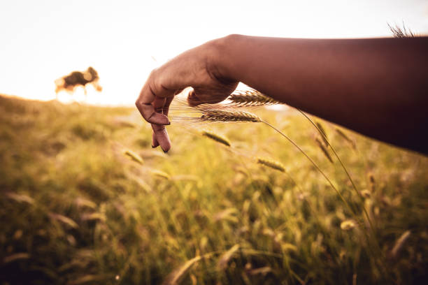 Touching nature, woman in a crop field