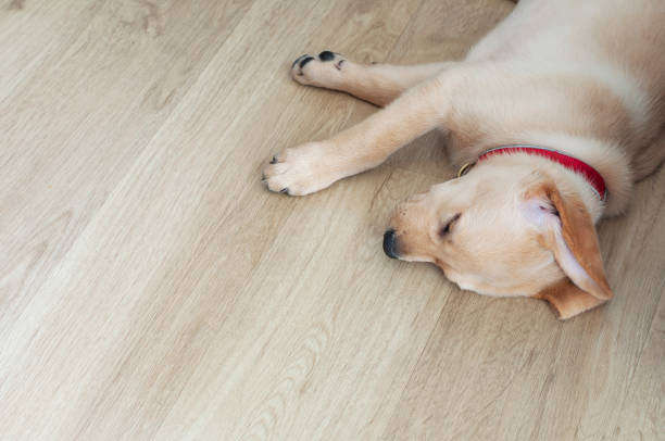 istock Beautiful Labrador Retriever Puppy on laminate wood background. 1237345124
