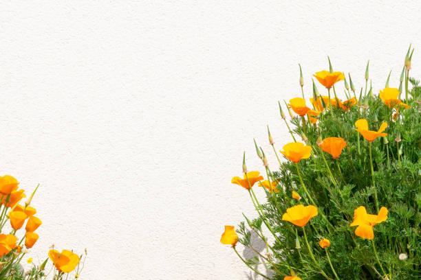 California poppy or golden poppy, California sunlight, cup of gold (Eschscholzia californica) flower head close-up