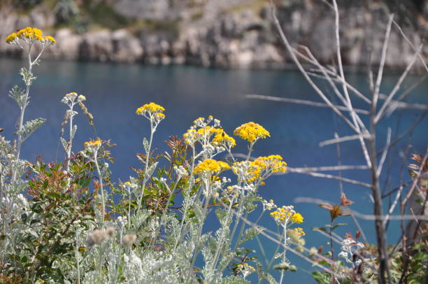 Yellow flowers of silver ragwort (jacobea maritima) Yelloq flowera of jacobea maritima with croatian bay in background cineraria maritima stock pictures, royalty-free photos & images