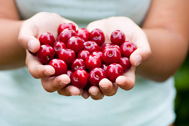 Cherries offer horizontal Close-up of two female hands holding offering cherries aromatisch stock pictures, royalty-free photos & images