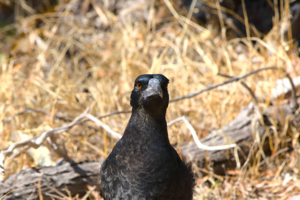 istock A magpie staring straight at the camera - landscape 1237359156