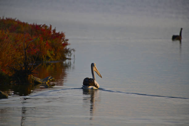 A pelican on the lake at dawn - landscape