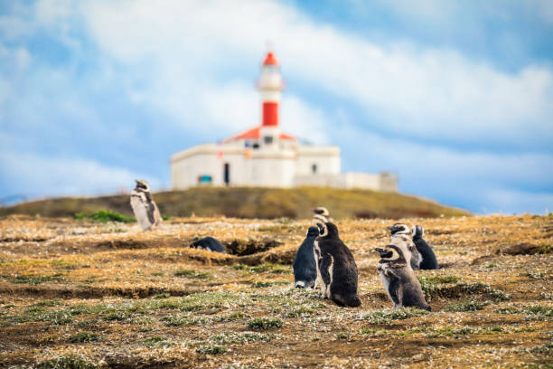 die magellanpinguine mit dem leuchtturm von magdalena island hintergrund - magallanes y antartica chilena region stock-fotos und bilder