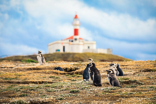 Los pinguinos de Magallanes con el fondo del Faro de la Isla Magdalena photo