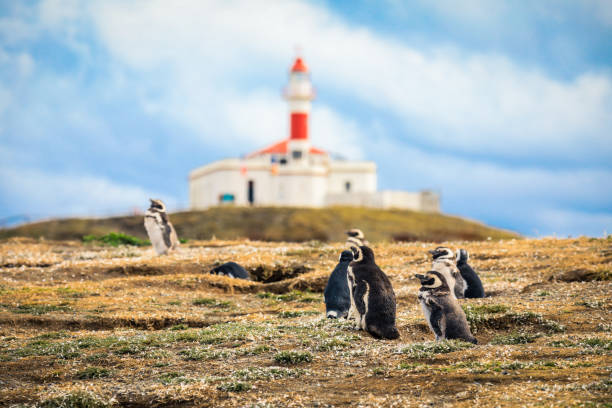 The Magellanic penguins with the Lighthouse of Magdalena Island background stock photo