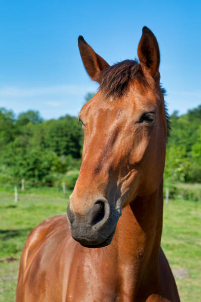 istock Portrait of a brown horse 1237375811