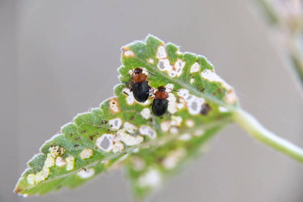 istock An insects colony parasitizing a plant like a pest by destroying and annihilating the entire plant in the long term 1237381659