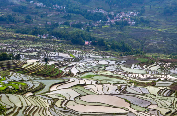 istock Terraced rice fields in Yuanyang county, Yunnan, China 1237402815