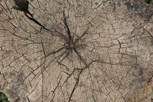 Old wooden tree cut texture surface. Rough organic texture of tree rings with close up of end grain. Stump of tree felled backgrond