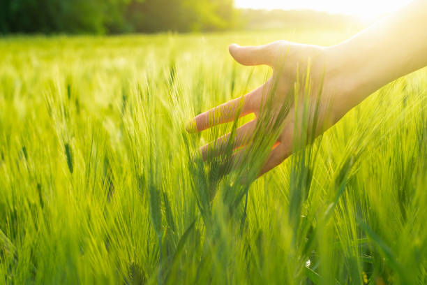 istock Farmer touches ears of rye 1237423915