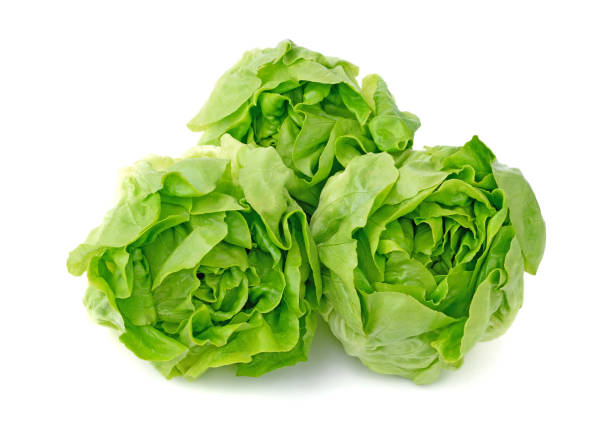 istock Green butter lettuce vegetable or butter head isolated on white 1237427092