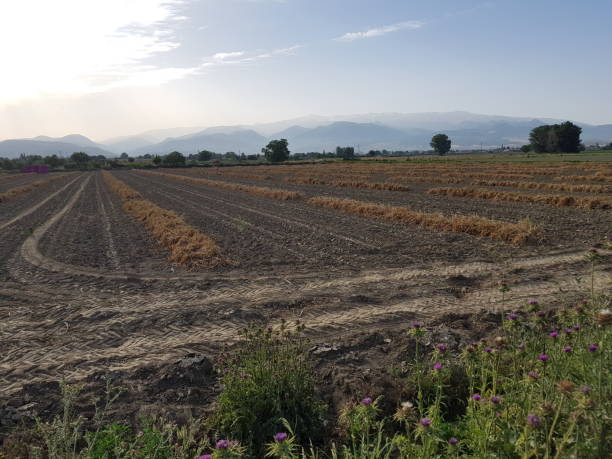 istock Garlic field in Granada with Sierra Nevada in the background 1237429200