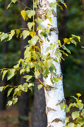 Three bark texture of birch-tree