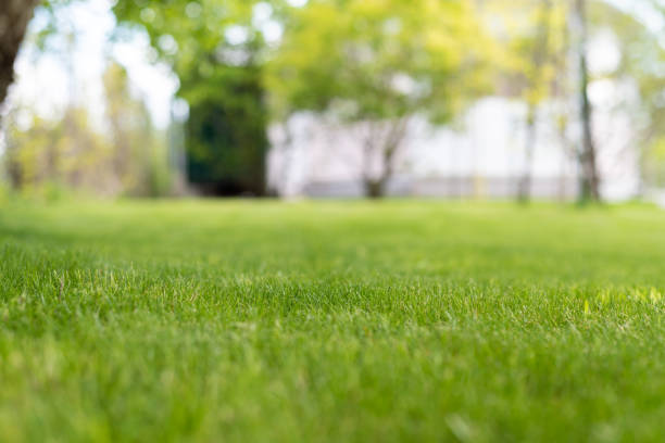 istock a lush green lawn with a house in the background 1237451085