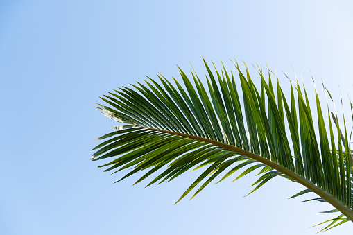 Palm leaf under blue sky.