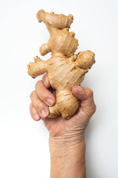 istock Senior woman's right hand holding Fresh ginger root or rhizome grows in white background, Close up shot, Herb and food concept 1237466872