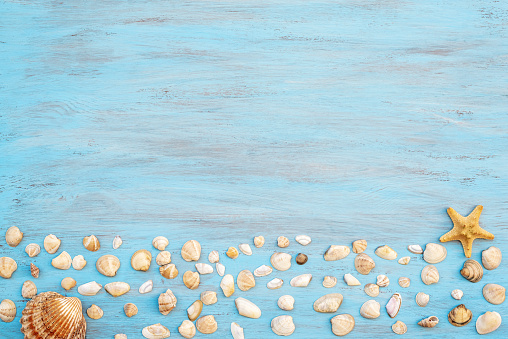 top view of sea shell on light blue wooden textured  for summer vacation time background