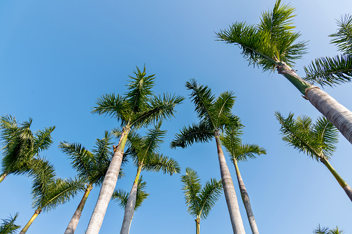 Looking palm trees from below.