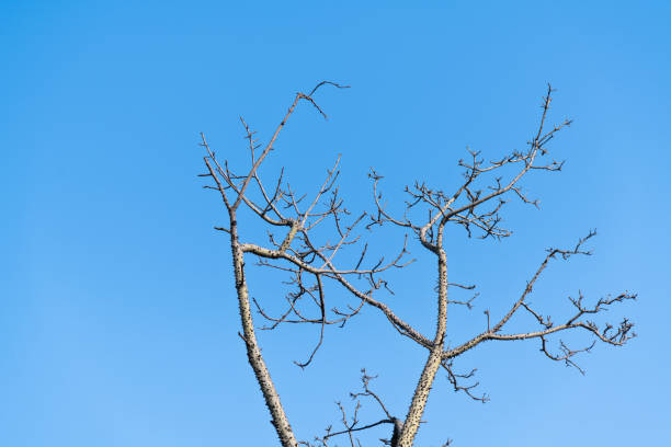 árvore nua com fundo azul do céu - treetop sky tree high section - fotografias e filmes do acervo
