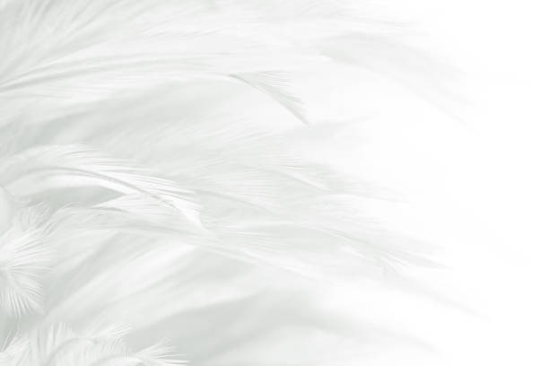 istock Beautiful white gray colors tone feather texture background 1237473703