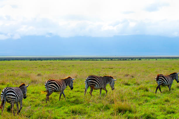 istock Zebras in Ngorongoro Crater 1237480427