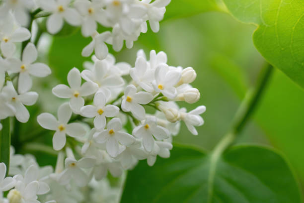 istock Branch of blossoming white lilac on a sunny day 1237482593