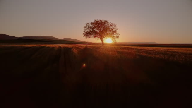 Cinematic Aerial shot overflying a lone tree at sunset.