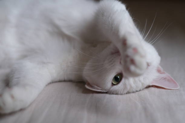 istock close up one pure white cat, playing in bed, face upside down. 1237513987