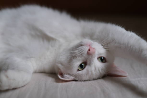 istock close up one pure white cat, lying in bed, face upside down, looking away. 1237514519