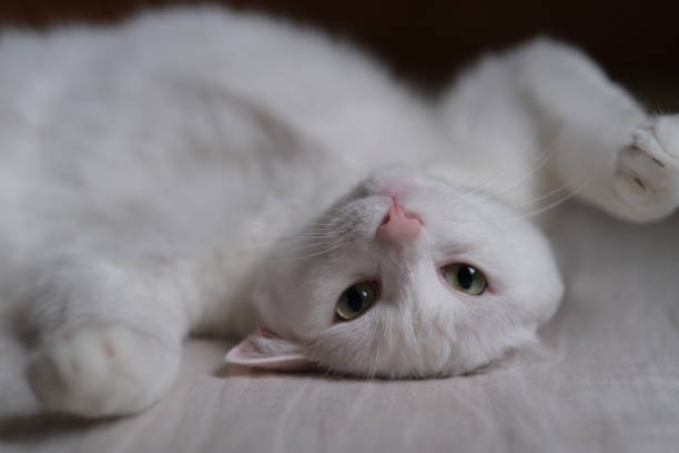 istock close up one pure white cat, lying in bed, face upside down, looking at camera 1237515034