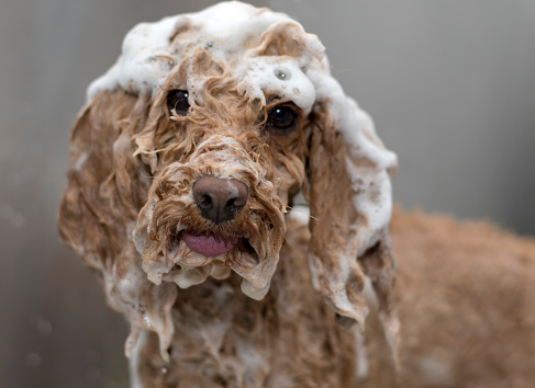Apricot standard poodle in the bathroom. Bathing, healthy