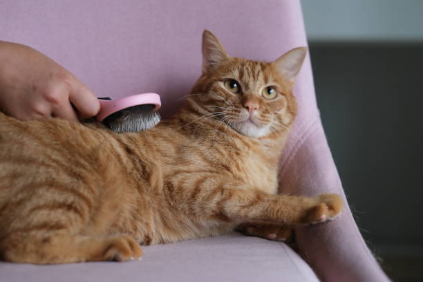 istock one hand holding comb, grooming a orange cat 1237516646